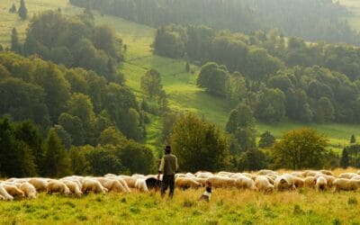 A Good Shepherd