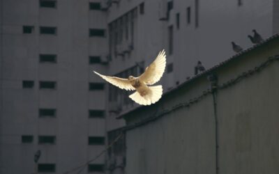 God’s Gift of Peace