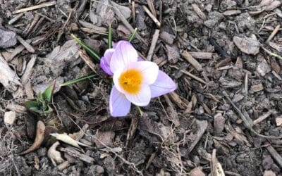 Welcoming Spring
